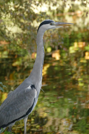 A gray heron hunting by a pondの写真素材