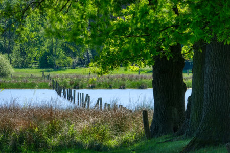 Marsh and lake landscape in the Hervester Bruch nature reservation near Dorstenの写真素材