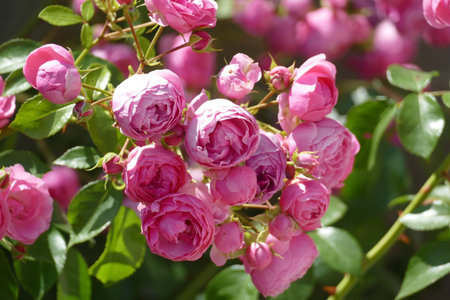 Blooming roses on a bush in summerの写真素材