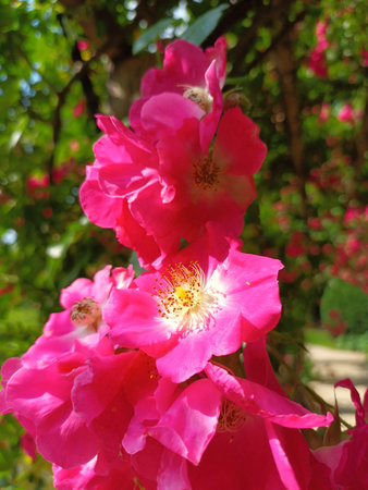 Beautiful blooming rambler rose in summerの写真素材