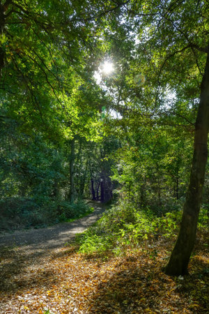 Forest trails in the six lakes district in Duisburgの写真素材