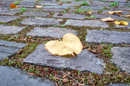 A leaf on mossy cobblestone in autumn