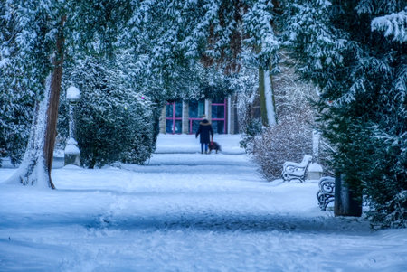 Snow on a historical cemetery in Dusseldorfの写真素材