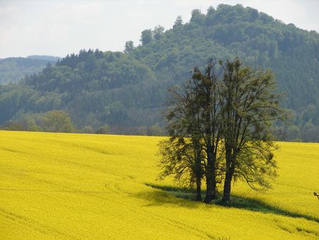 treeの写真素材