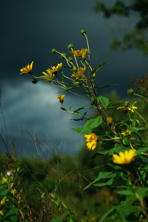 A close-up of vibrant yellow field flowers, their luminous petals standing out against the ominous, stormy skies.の写真素材