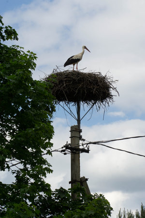 A stork stands in its nest atop a platform on a utility pole, highlighting the connection between nature and human world. It reflects themes of coexistence an adaptation.の写真素材