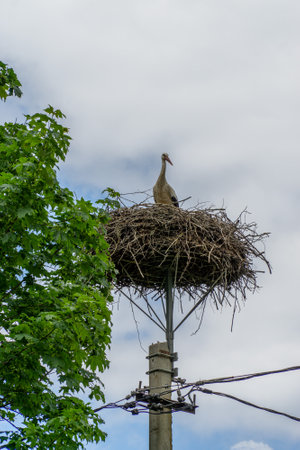 A white stork nests atop a platform on a utility pole, symbolizing ecology, biodiversity, and sustainability. This blend of nature and infrastructure highlights renewal, migration,の写真素材