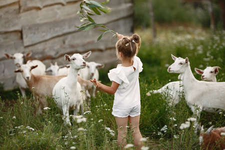 Girl feeds the goat with grass in nature.の写真素材