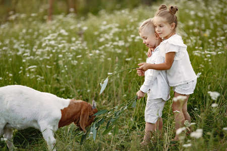 Two children are feeding goat in the village.の写真素材