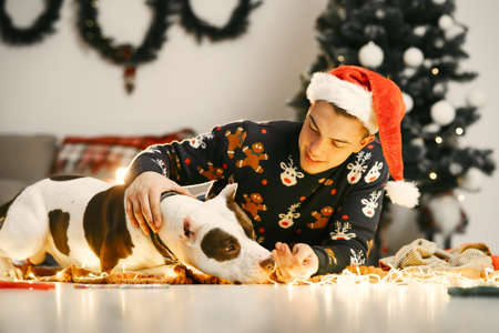 Man with big dog near christmas treeの写真素材