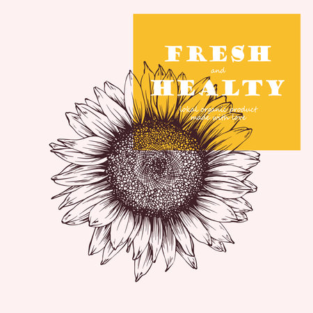 Vector antique engraving drawing illustration of big sunflower isolated on white backgroundのイラスト素材