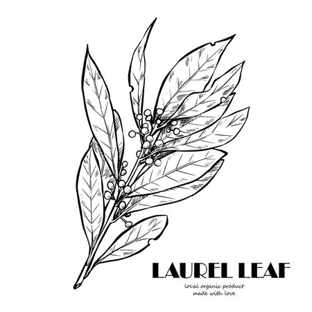 Bay leaf. Botanical Illustration. Herbs and Spices. The drawing hands.のイラスト素材