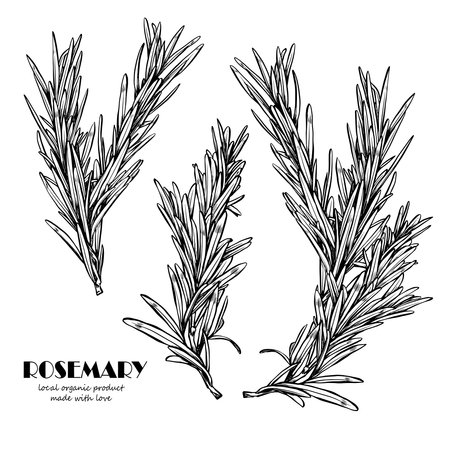 A sprig of rosemary with leaves on the stem. Botanical design element for decorating menus and recipes. Simple black and white vector illustration drawn by hand, isolated on a white backgroundのイラスト素材