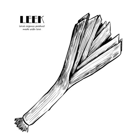 Hand drawn black and white crosshatch vector illustration of two leek. No background.のイラスト素材