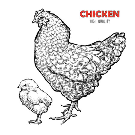High quality chicken drawing in engraving style. Cutting meat with spices. Culinary illustration for restaurant or farm advertising.のイラスト素材