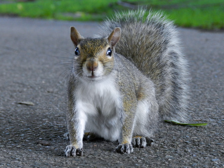 Close up of cute Gray Squirrel sitting in the park on blacktopの写真素材