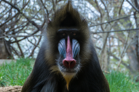 Mandrill with red and blue snout staring ahead with grass and trees in the backgroundv