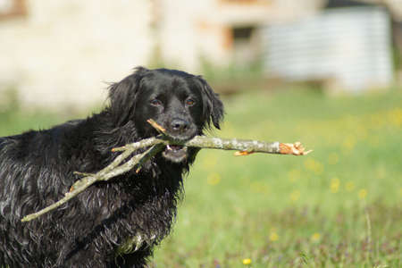 grey snoutの写真素材