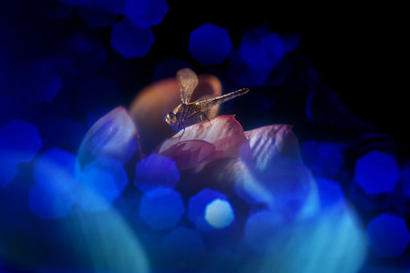 dragonfliesの写真素材