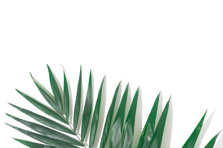 green plants background for summerの写真素材