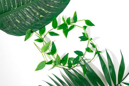 green plants background for summerの写真素材