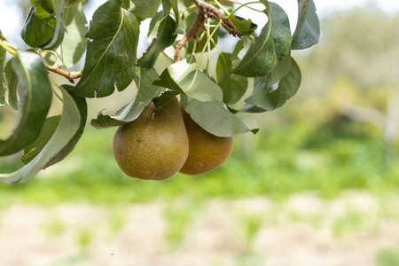 Dairy pear grown in San Andres Calpan, Puebla for the preparation of Chiles en Nogadaの写真素材