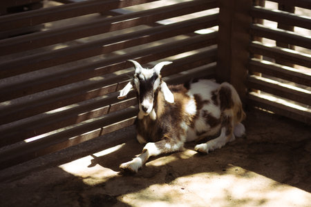 Goat lying on a dry sunny dayの写真素材