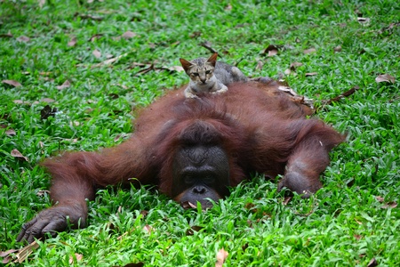 monkey and cat play togetherの写真素材