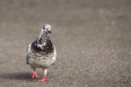 One pigeon walking on ground. Spotted rock dove, rock pigeon or common pigeon with funny looking.