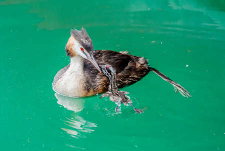 Great crested grebe (Podiceps cristatus) with young chick are swimming in lake Geneva, Switzerland. Parent, love and care conecpt.の写真素材