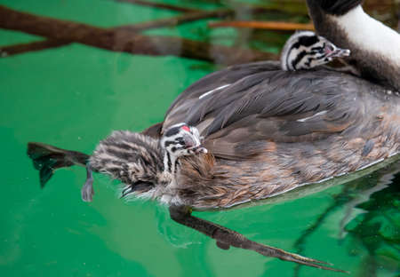 Great crested grebe (Podiceps cristatus) with young chicks in the back is swimming in lake Geneva,...