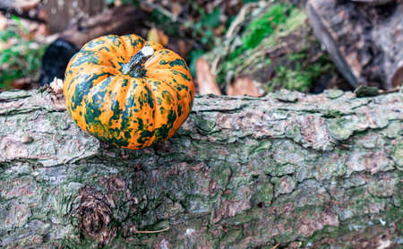 Pumpkin decorative on tree branches in nautre. Havest and fall concept.の写真素材