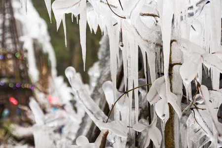 Ice covered tree branch in winter in nature.