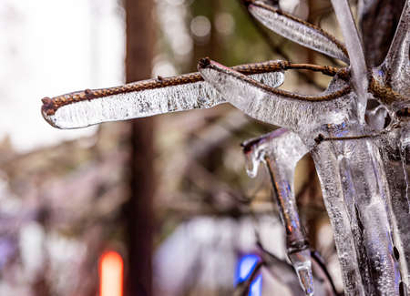 Ice covered tree branch in winter in nature.の写真素材