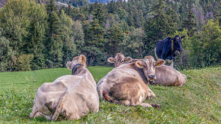 Four cows laying on meadow in Grengiols, Switzerland. Famous Brown Swiss cattle with cowbell. Swiss brown cattle. American Brown Swiss. Agriculture and livestock.の写真素材