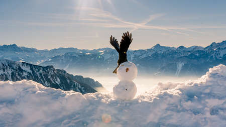 Snowman in Christmas day. Crow standing on the head of snow man in winter. Yellow-billed Chough. Alpine Chough. Pyrrhocorax graculus. Rochers De Naye, Switzerland. Beauty in nature.の写真素材