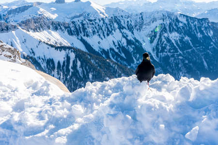 Crow standing on deep snow in winter with mountain backgrounds. Yellow-billed Chough. Alpine Chough....