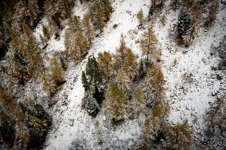 Snow covered ground with pine trees in winter. Diablerets Glacier, Switzerland. Tranquil scene et...