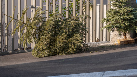 Lausanne, Vaud, Switzerland - 07.01.2021:Abandoned Christmas trees on the pavement beside garbage...