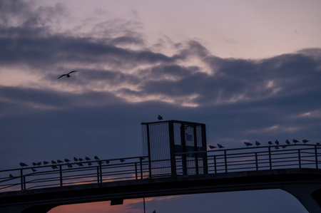 Birds on the bridge at sunset. Black headed gull. Chroicocephalus ridibundus. Group of seagulls in silhouette. Lausanne, Switzerland. Tranquil scene and beauty in nature.の写真素材