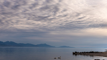Mute swan swimming in lake Geneva with background of clouds and mountain. Beauty in nature. Cygnus...