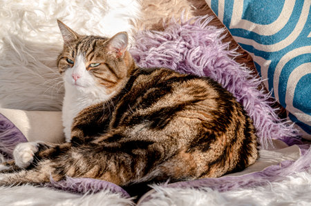 Cat resting on sofa. Closeup of one tabby cat looking on white blanket in sunny day. Lausanne,...