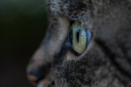 Close up of a cat face. Tabby cat. Felis catus. Side view. Detail background.の写真素材