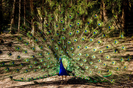 Male Indian peafowl. Blue adult peacock showing tails for mating in spring. Beauty in nature.の写真素材