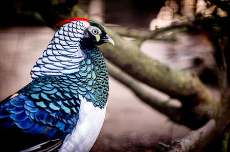 One male Lady Amherst's pheasant. Portrait of Chrysolophus amherstiae. Beauty in nature.