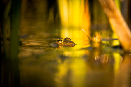 One pool frog is swimming in water. Pelophylax lessonae in the vegetation area. European frog. Tranquil scene.の写真素材