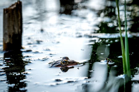 One pool frog is swimming in water. Pelophylax lessonae in the vegetation area. European frog. Tranquil scene.の写真素材