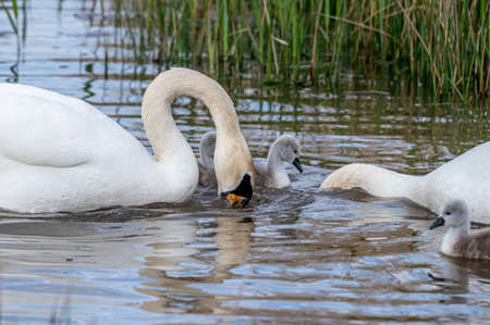 Mute swan bird family with cygnets swimming together. Family swan with babies in spring. Cygnus olor. Beauty in nature.の写真素材