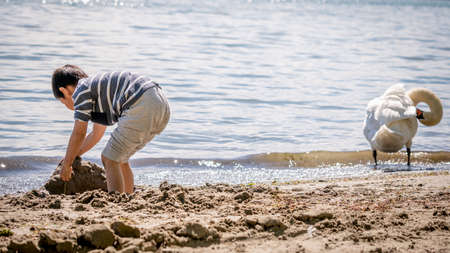 Child playing sands on the beach while swan cleaning feathers in water. One little Asian boy in casual clothing with cygnus olor in Switzerland. Mute swan. Happy childhood.の写真素材