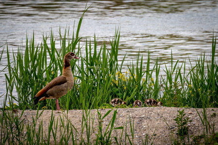 Family Egyptian goose with its chicks in grass during spring. Alopochen aegyptiaca in Switzerland....